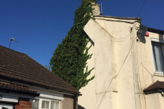Ivy Removal Specialists Across Essex, Kent & London