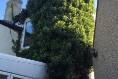 Ivy Removal Specialists Across Essex, Kent & London