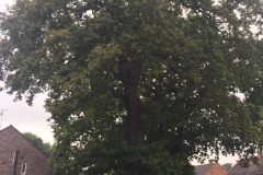 Oak (Quercus) Tree Removal Harold Hill, Harold Wood & Gidea Park (1)