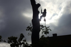 Oak (Quercus) Tree Removal Harold Hill, Harold Wood & Gidea Park (2)