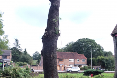 Oak (Quercus) Tree Removal Harold Hill, Harold Wood & Gidea Park (3)