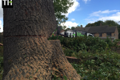 Oak (Quercus) Tree Removal Harold Hill, Harold Wood & Gidea Park (4)