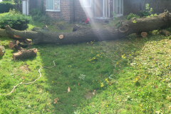 Oak (Quercus) Tree Removal Harold Hill, Harold Wood & Gidea Park (6)