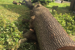 Oak (Quercus) Tree Removal Harold Hill, Harold Wood & Gidea Park (7)