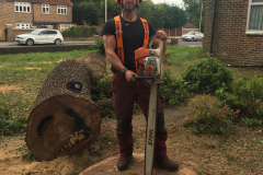 Oak (Quercus) Tree Removal Harold Hill, Harold Wood & Gidea Park (8)