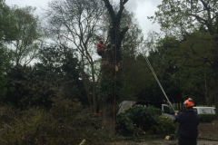 oak tree felling in wickford