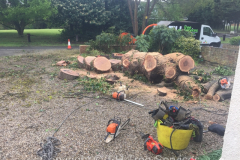 oak tree felling in wickford