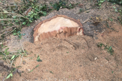 oak tree stump removal in wickford