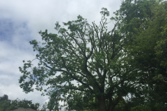 Oak tree reductions billericay