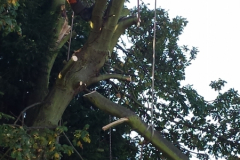 Oak Tree Removal Leigh On Sea