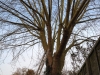 Tree Pollarding Essex