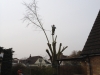 Tree Pollarding Essex