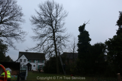 Rochford Tree Removal