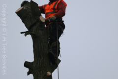 Rochford Tree Removal