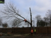 Southend Tree feller, T.H Tree Services