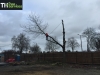 Southend Tree feller, T.H Tree Services