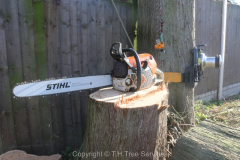 Southend Tree Removal