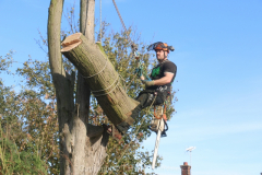 Southend Tree Removal