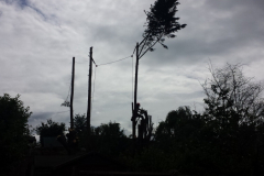 Specialist tree removal Essex 3
