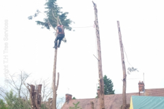 Specialist tree removal Essex 3
