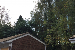 Tree Felling Services In Havering