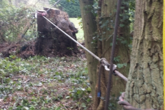 Specialists Winching For Tree Surgeons