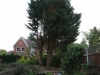 Upminster Tree Felling & Tree Removal
