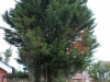 Upminster Tree Felling & Tree Removal