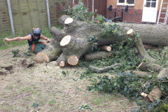 oak tree removal wickford