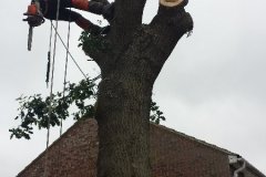 oak tree removal wickford