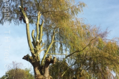 Willow tree pollarding Rayleigh, Essex