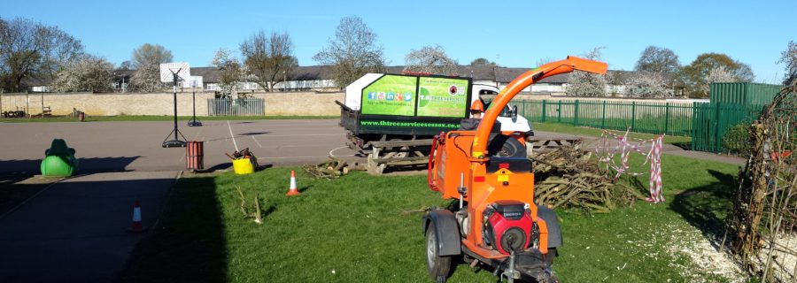 Tree Services for schools