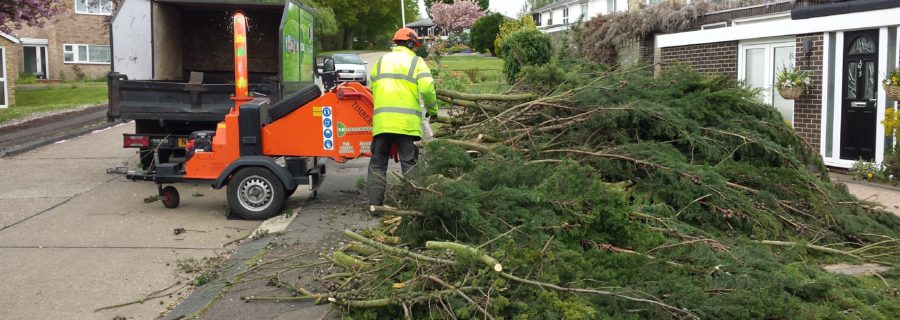 Tree service Essex