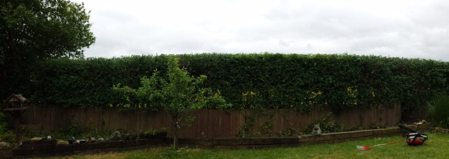 Hedge Trimming Essex