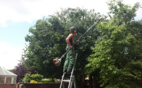 Tree Reduction Essex