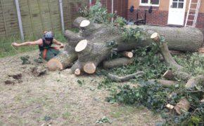 Tree Removal Essex