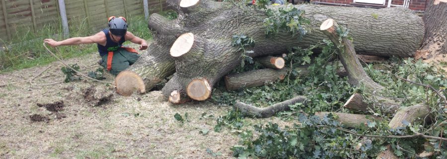 Tree Removal Essex