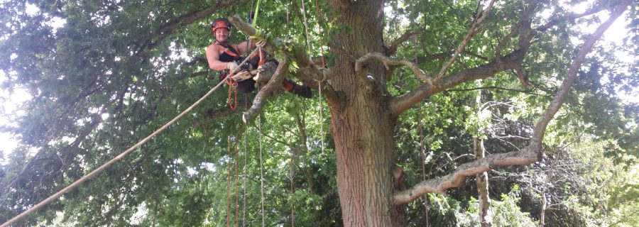 Dead Wood Pruning