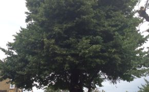 Tree Crown Lifting