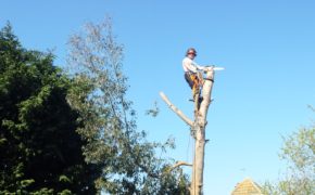 tree reduction