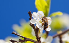 Bee on spring apple blossom