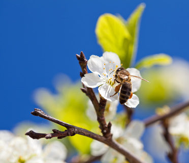 Bee on spring apple blossom