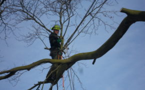 Dead wood removal