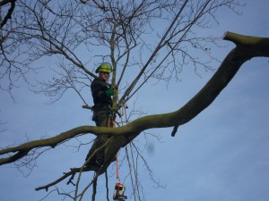 Dead wood removal
