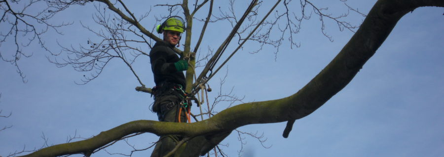 Dead wood removal