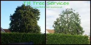 oak tree reduction in wickford