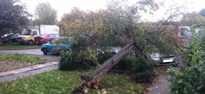Fallen tree in Essex