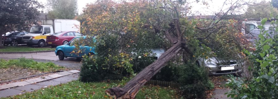 Fallen tree in Essex