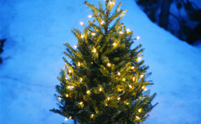 Christmas tree service Essex