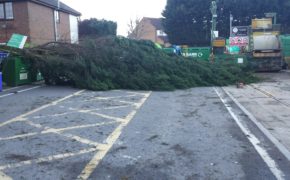 Storm Damaged Tree Rayleigh